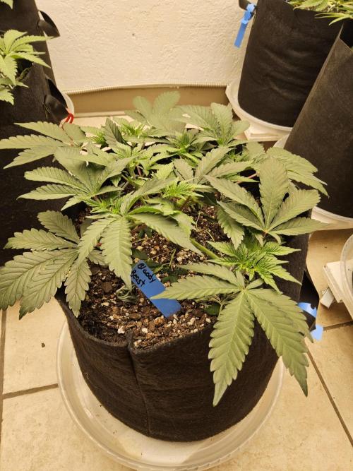 A Mafia Beast. Week 4