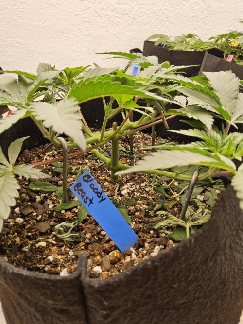 A Mafia Beast. Week 4