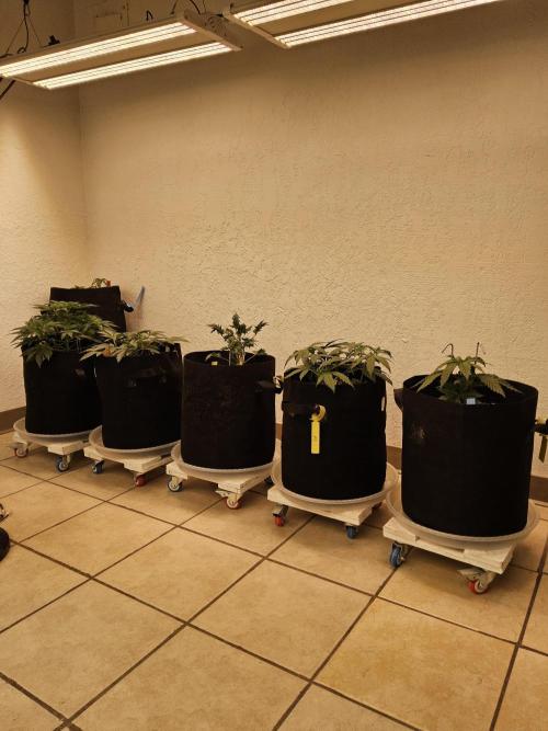 A Mafia Beast. Week 4