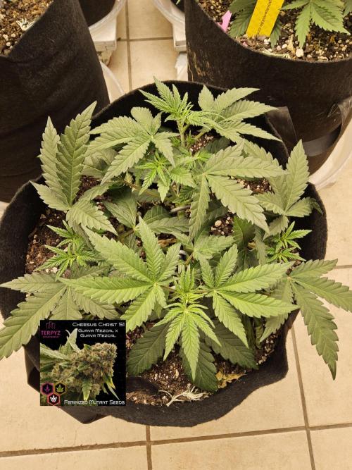 Freaky Cheese. Week 4