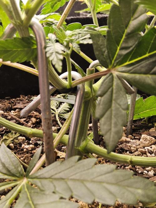 Freaky Cheese. Week 4