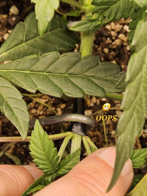 Freaky Cheese. Week 4