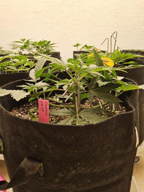 Freaky Cheese. Week 4