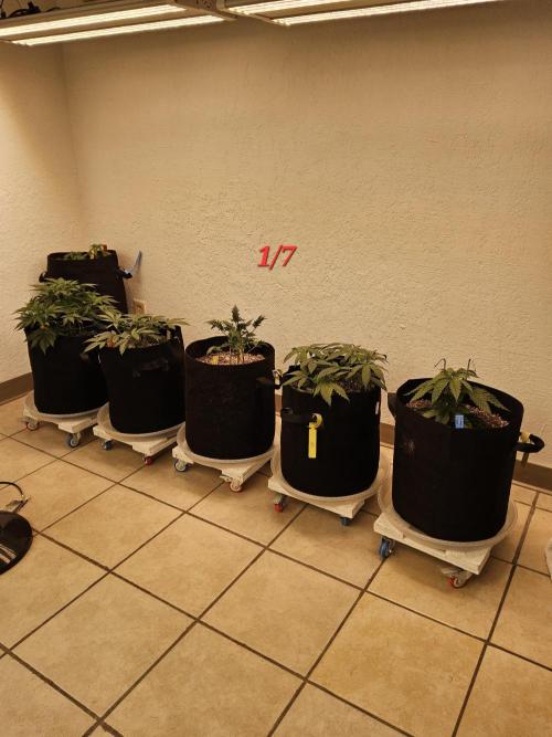 Freaky Cheese. Week 4