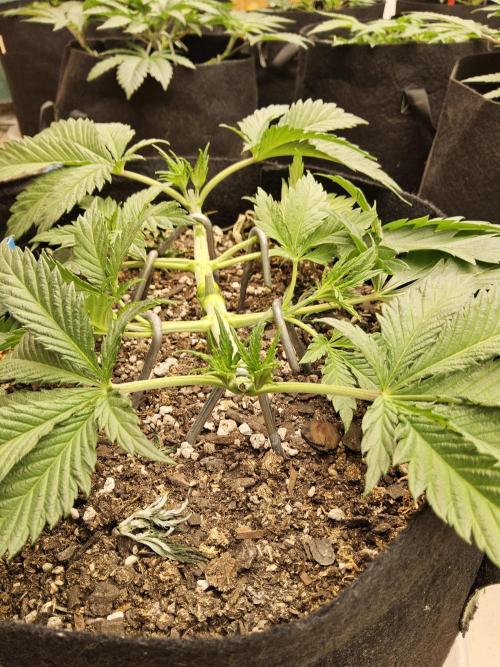 Sweet Guava Root. Week 4