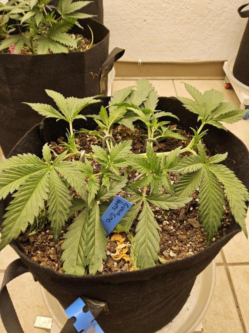 Sweet Guava Root. Week 4