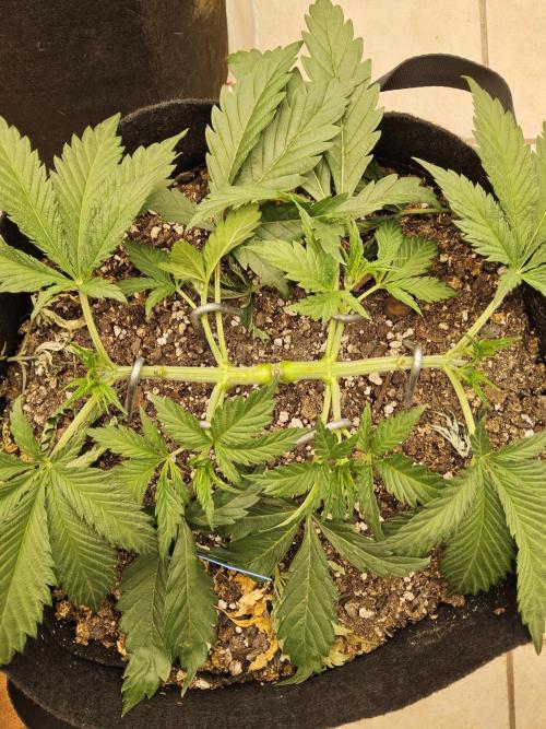 Sweet Guava Root. Week 4