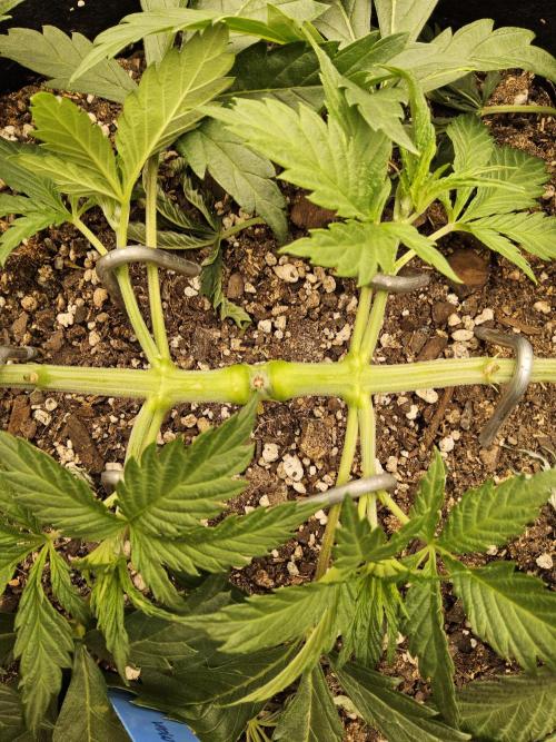 Sweet Guava Root. Week 4