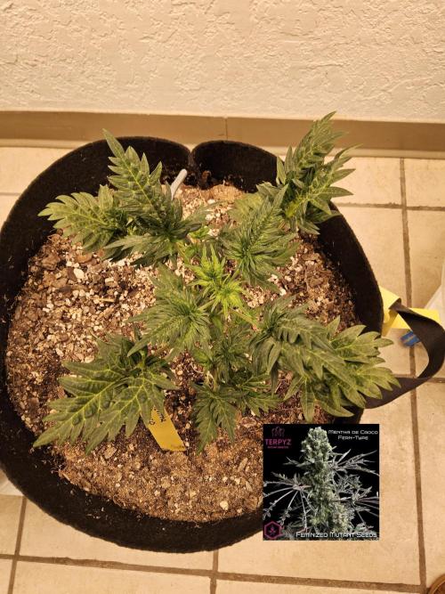 Freaky Croco. Week 4