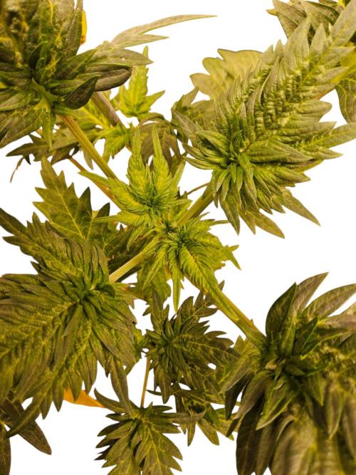 Freaky Croco. Week 4