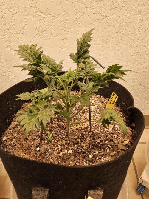 Freaky Croco. Week 4