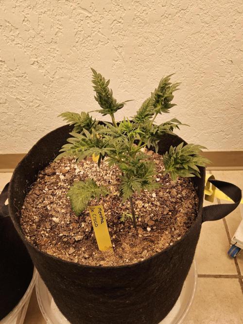 Freaky Croco. Week 4