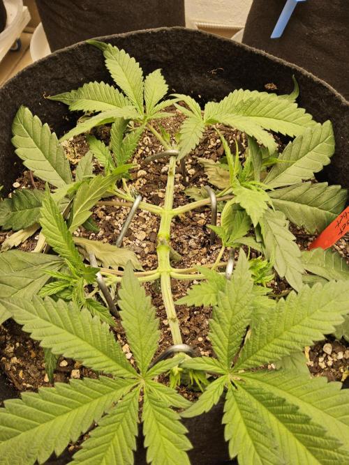 A Kannabian Sunset. Week 4