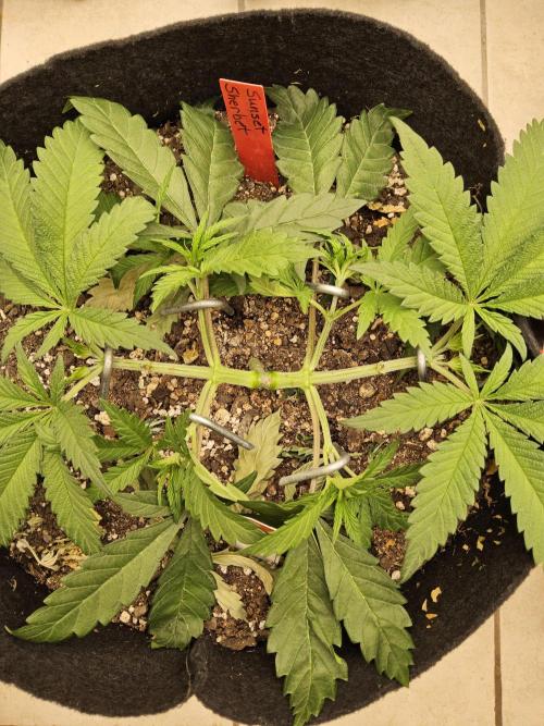 A Kannabian Sunset. Week 4