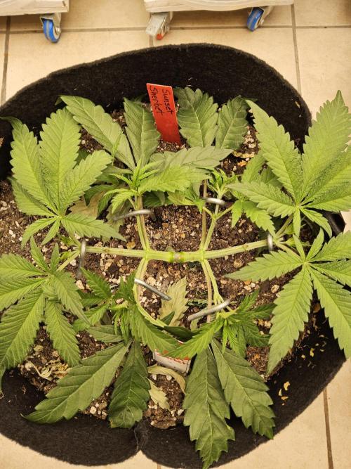 A Kannabian Sunset. Week 4