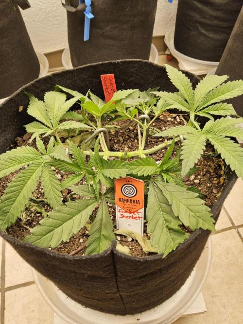 A Kannabian Sunset. Week 4