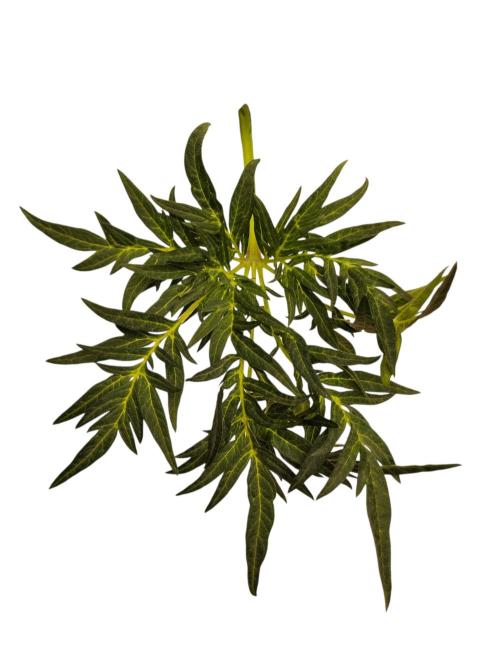 Freak Swirl. Week 4 - Playing with AI