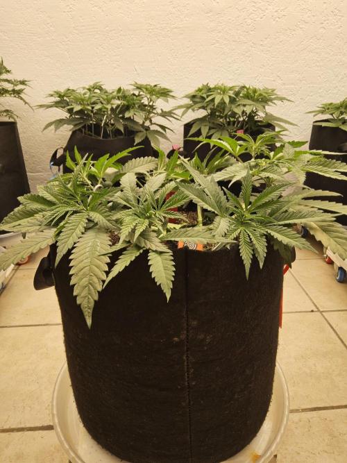 A Kannabian Sunset. Week 5