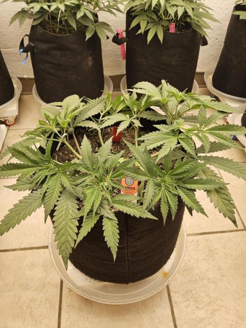 A Kannabian Sunset. Week 5