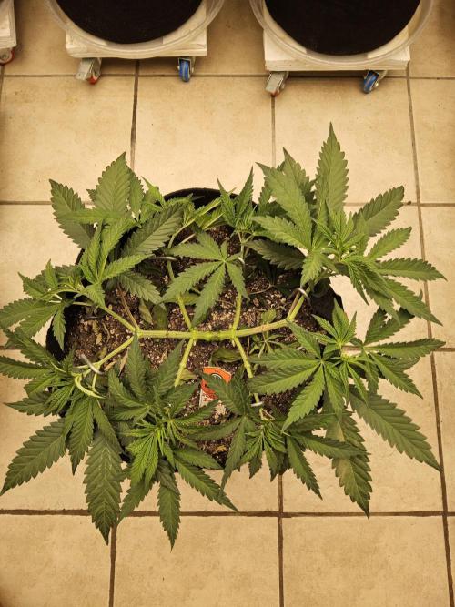 A Kannabian Sunset. Week 5