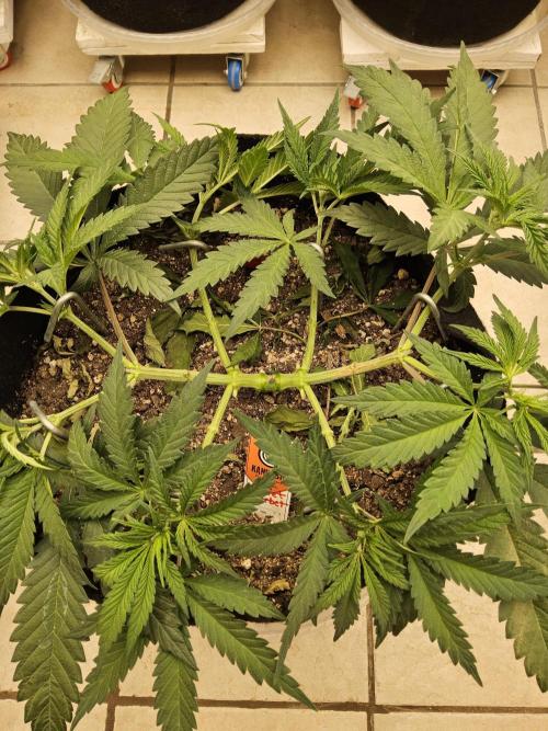 A Kannabian Sunset. Week 5