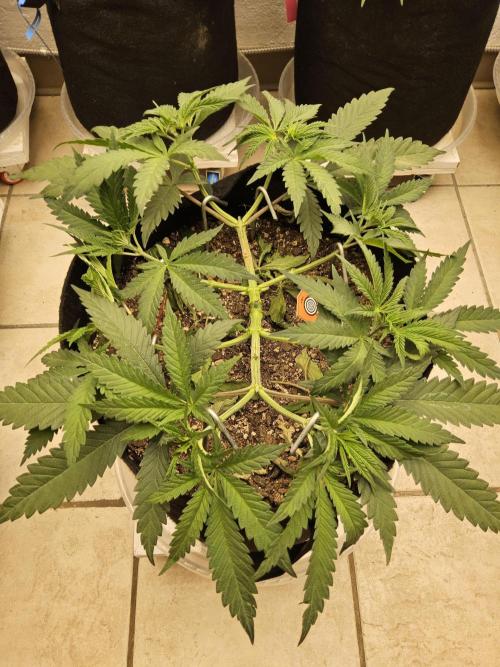 A Kannabian Sunset. Week 5