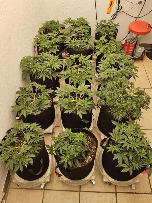 A Kannabian Sunset. Week 5