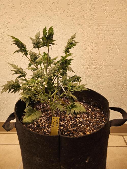 Freaky Croco. Week 5