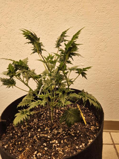 Freaky Croco. Week 5