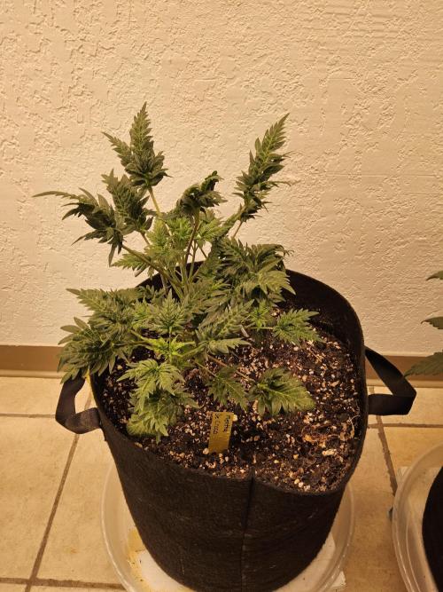 Freaky Croco. Week 5