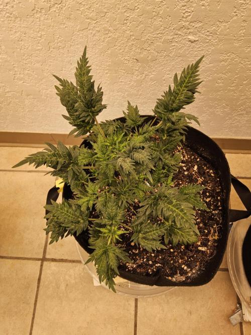 Freaky Croco. Week 5