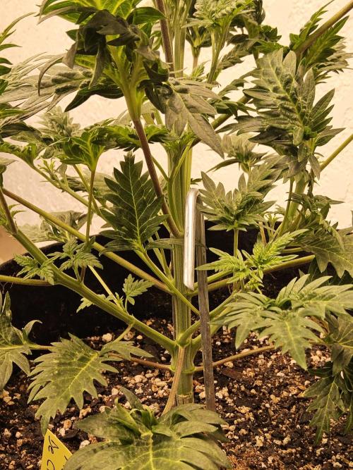 Freaky Croco. Week 5