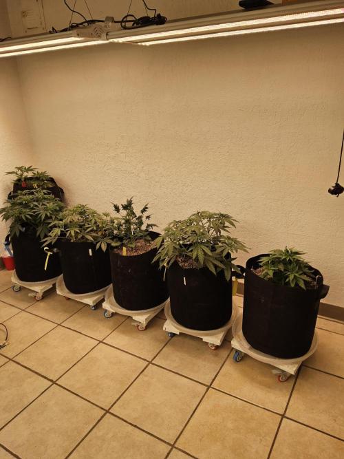 Freaky Croco. Week 5