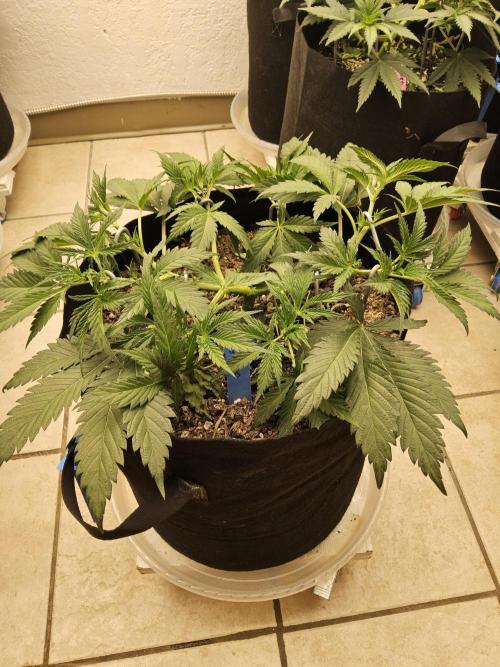 Sweet Guava Root. Week 5