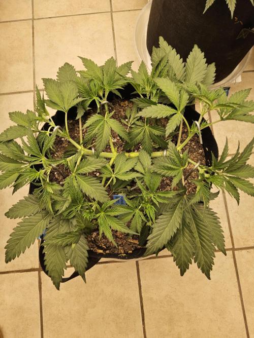 Sweet Guava Root. Week 5