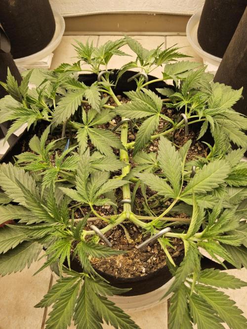 Sweet Guava Root. Week 5