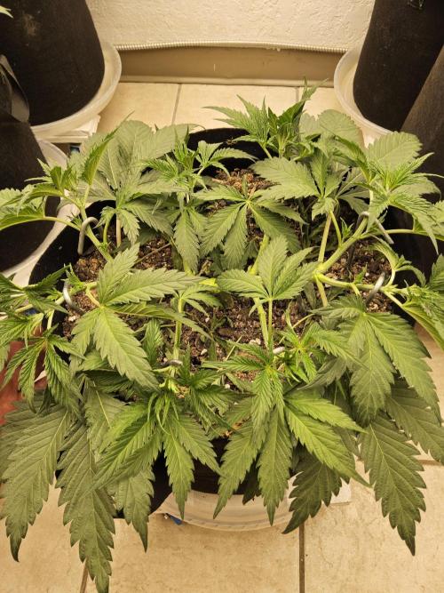 Sweet Guava Root. Week 5