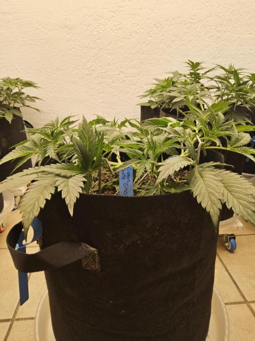 Sweet Guava Root. Week 5