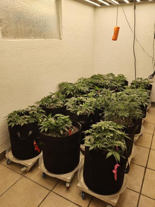 Sweet Guava Root. Week 5