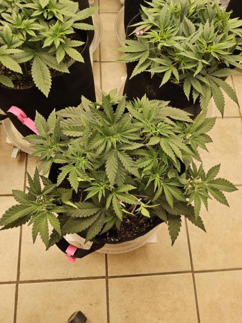 Freaky Cheese. Week 5