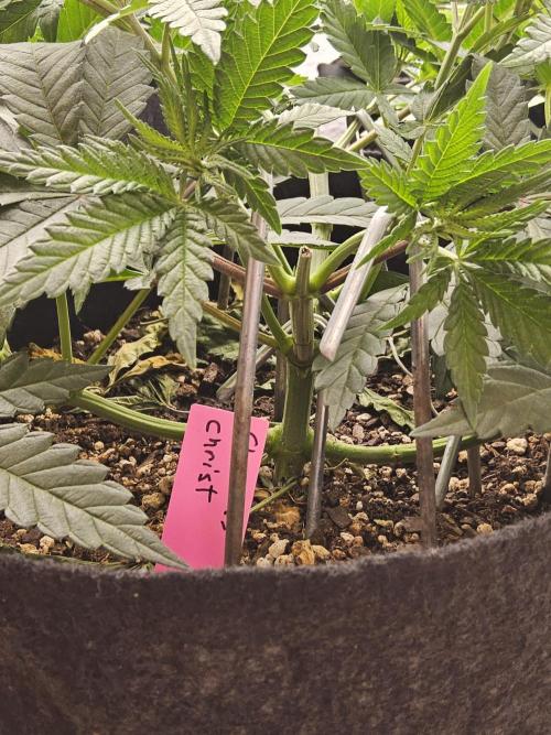 Freaky Cheese. Week 5