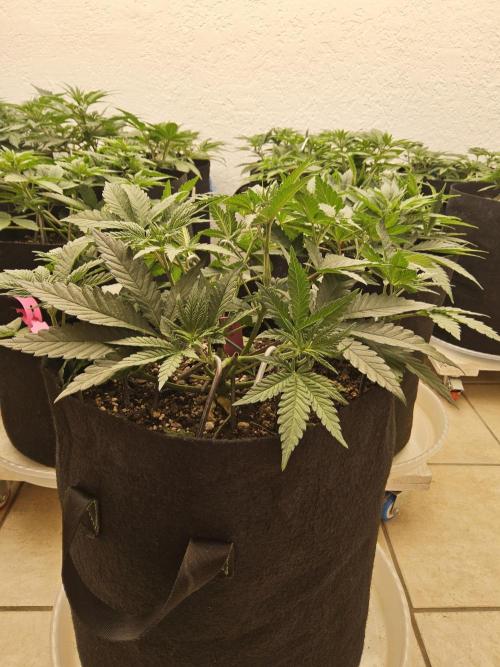 Freaky Cheese. Week 5