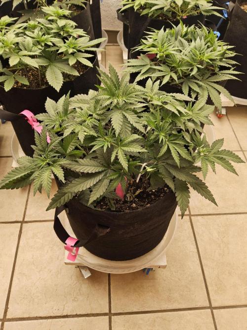 Freaky Cheese. Week 5