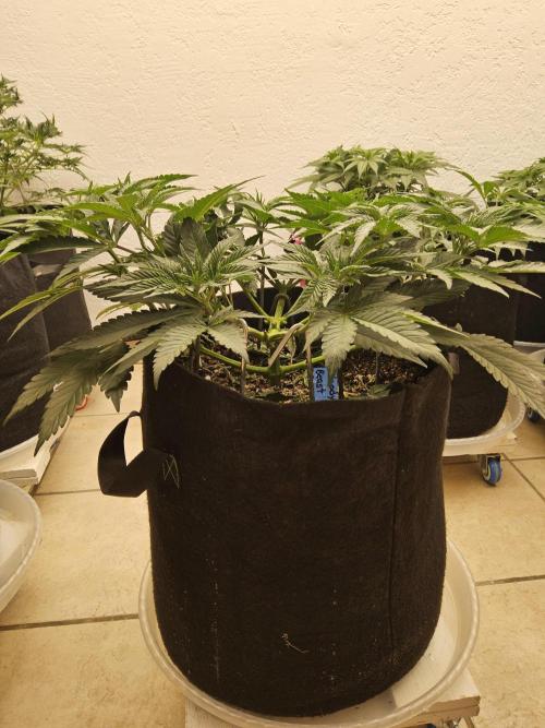 A Mafia Beast. Week 5