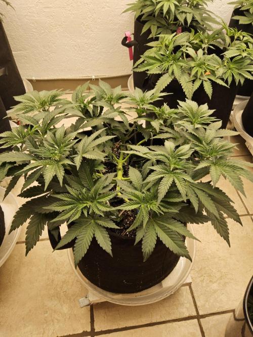 A Mafia Beast. Week 5