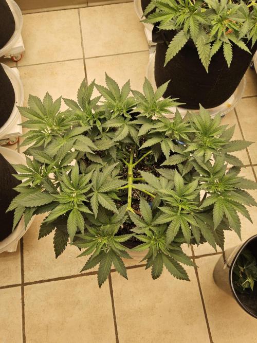 A Mafia Beast. Week 5