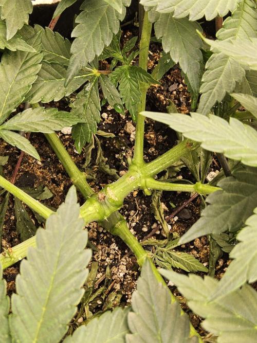 A Mafia Beast. Week 5