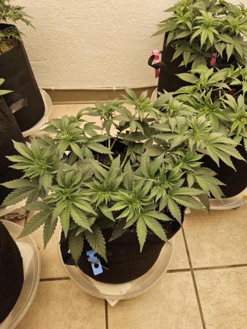 A Mafia Beast. Week 5