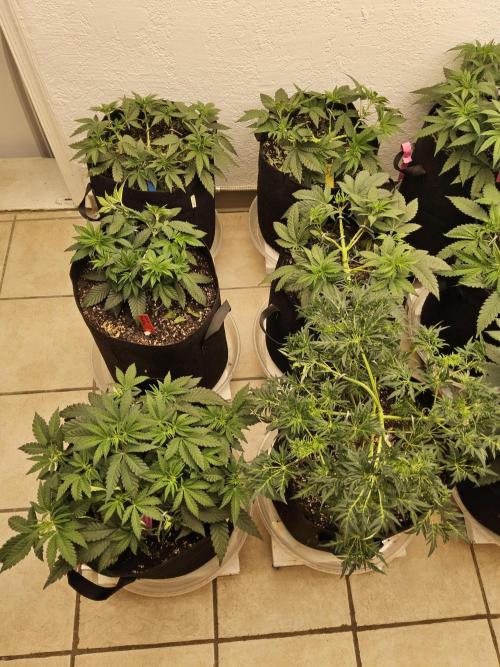 A Mafia Beast. Week 5