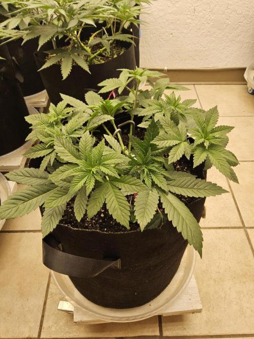 The Truffle of MSNL. Week 4